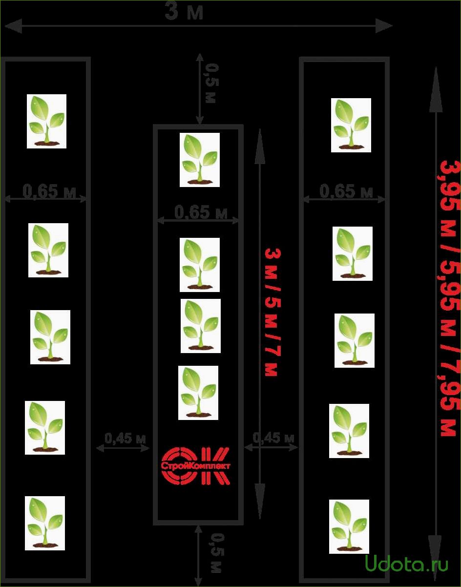 Грядки в теплице: оптимальное количество и ширина грядок