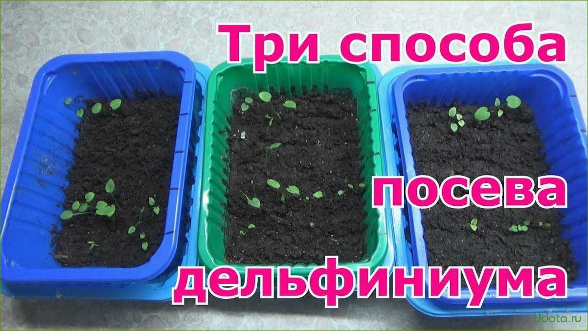 Как вырастить дельфиниум из семян