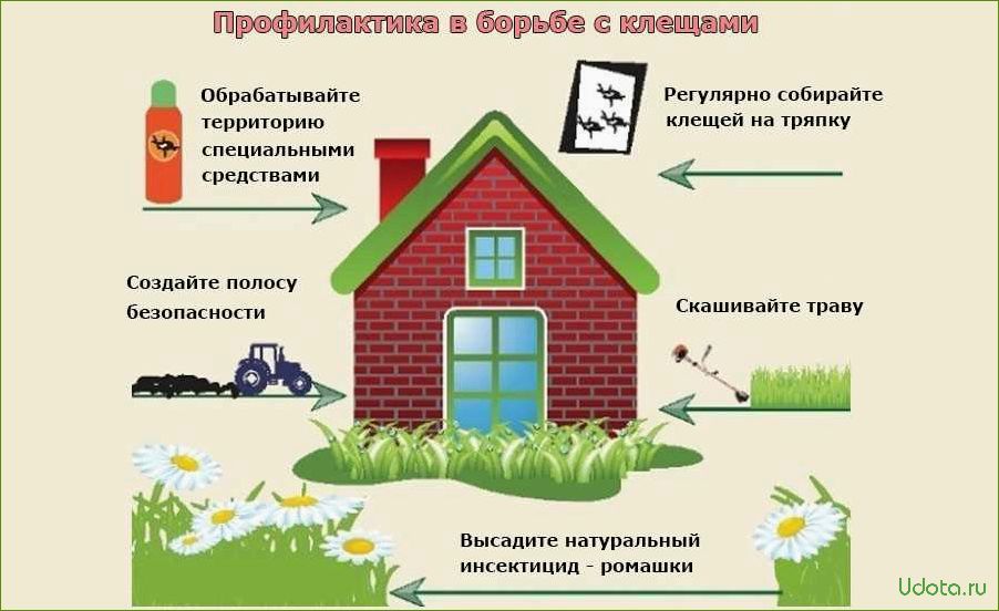 Как защитить своего питомца от клещей на даче весной