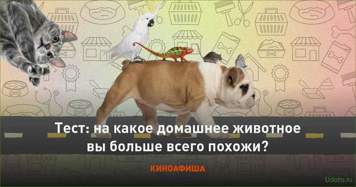 Какое домашнее животное подойдет именно вам?