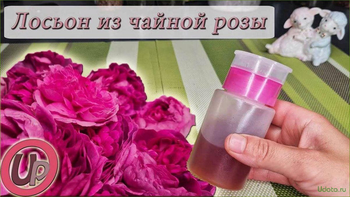 Изысканные рецепты с использованием лепестков шиповника: розовая вода, омолаживающий лосьон и ароматный сироп