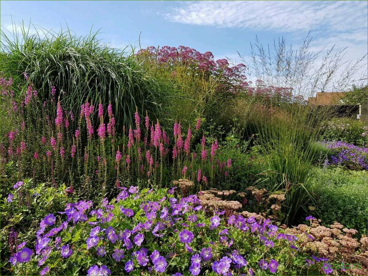 New garden. Дербенник пит Удольф. Сады пита Удольфа шалфей. Дербенник иволистный в цветнике. Рабатка Питера Удольфа у.