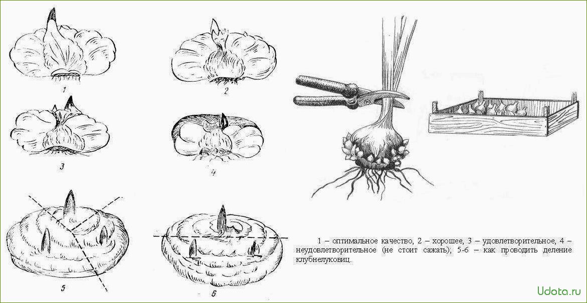 Посадка клубнелуковичных: советы и рекомендации