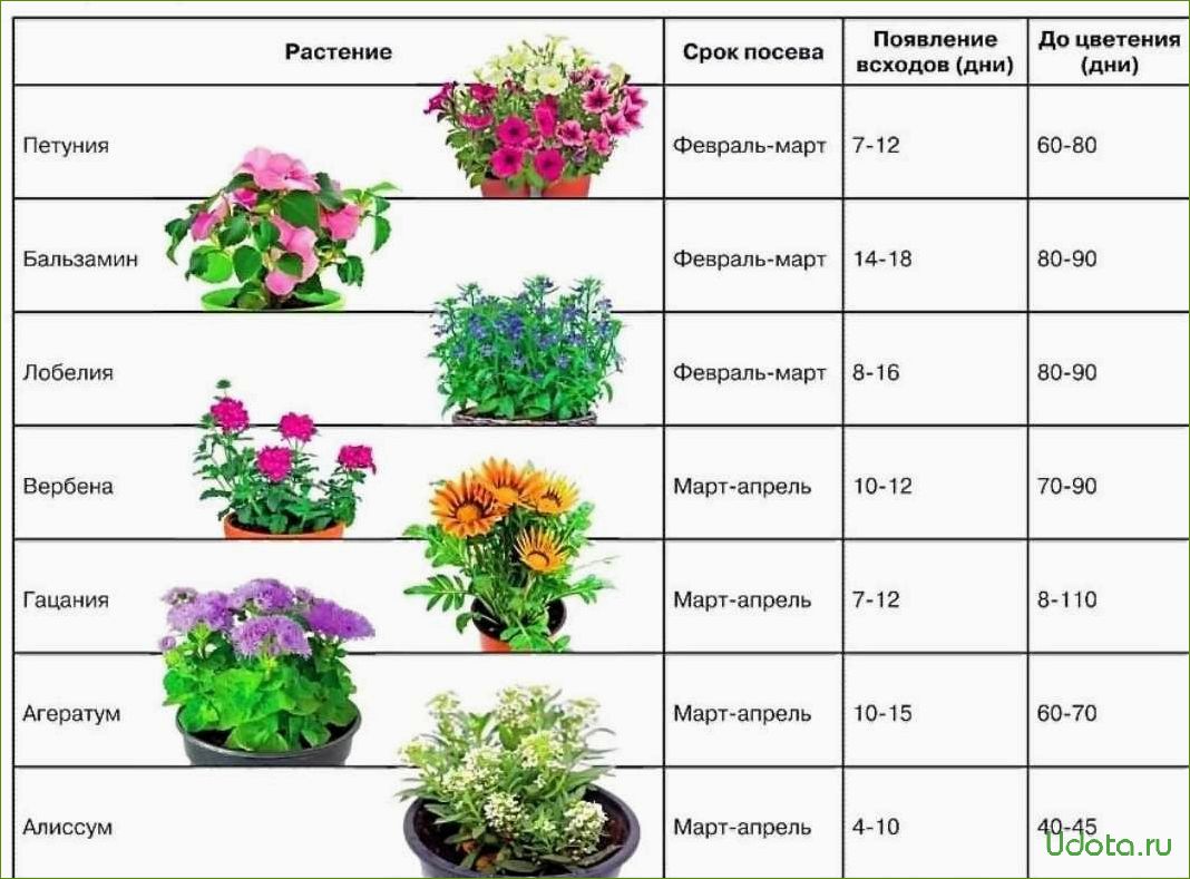 Рассада цветов, которую надо сеять в феврале