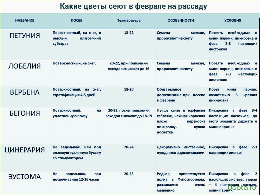 Рассада цветов, которую надо сеять в феврале