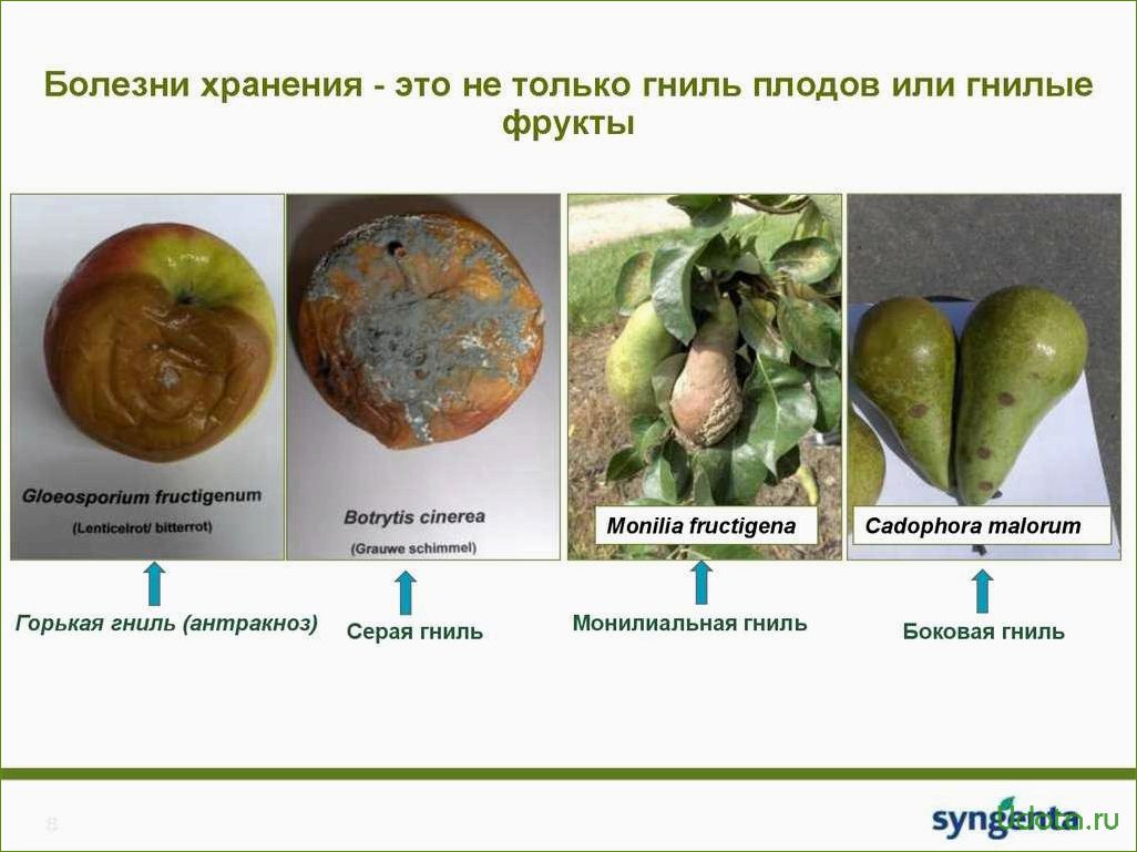 Горькая плодовая гниль: причины, симптомы и методы борьбы