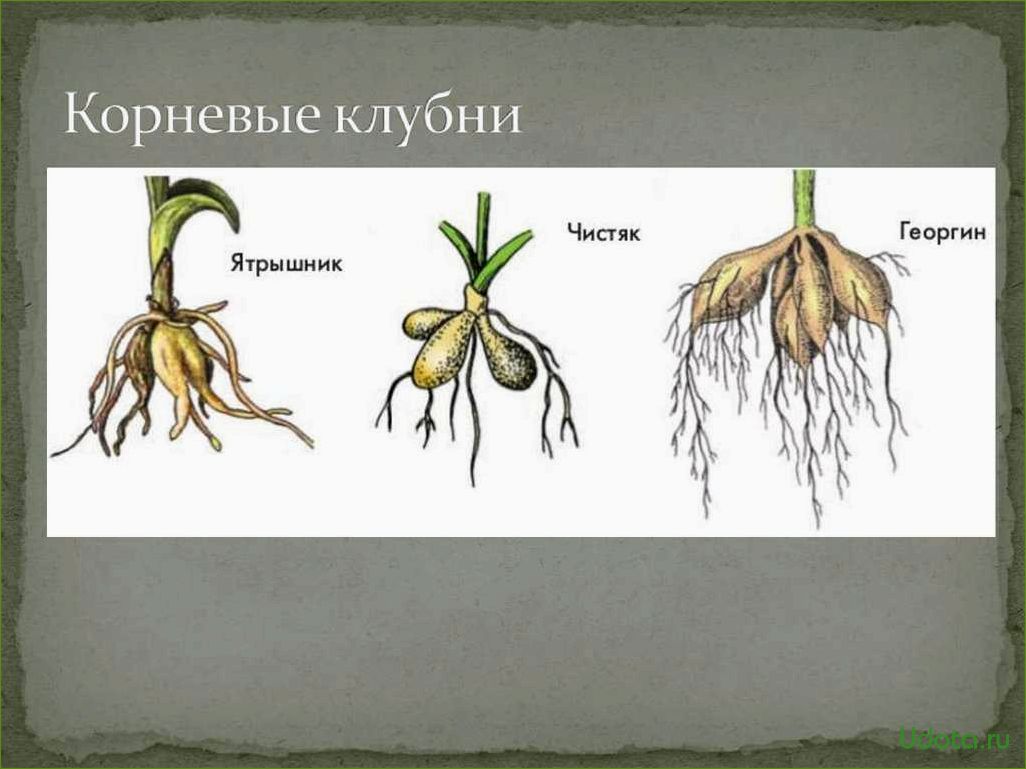 Вегетативные способы размножения георгин