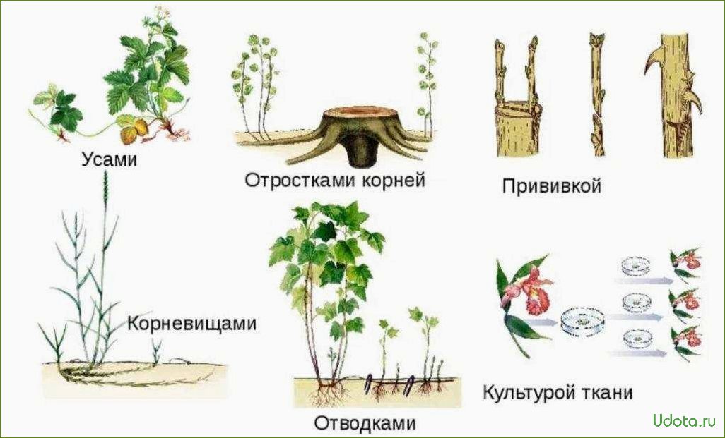 Способы вегетативного размножения проект