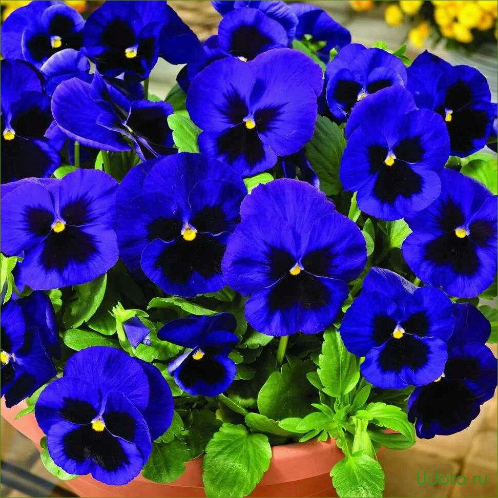 Viola rossowiana