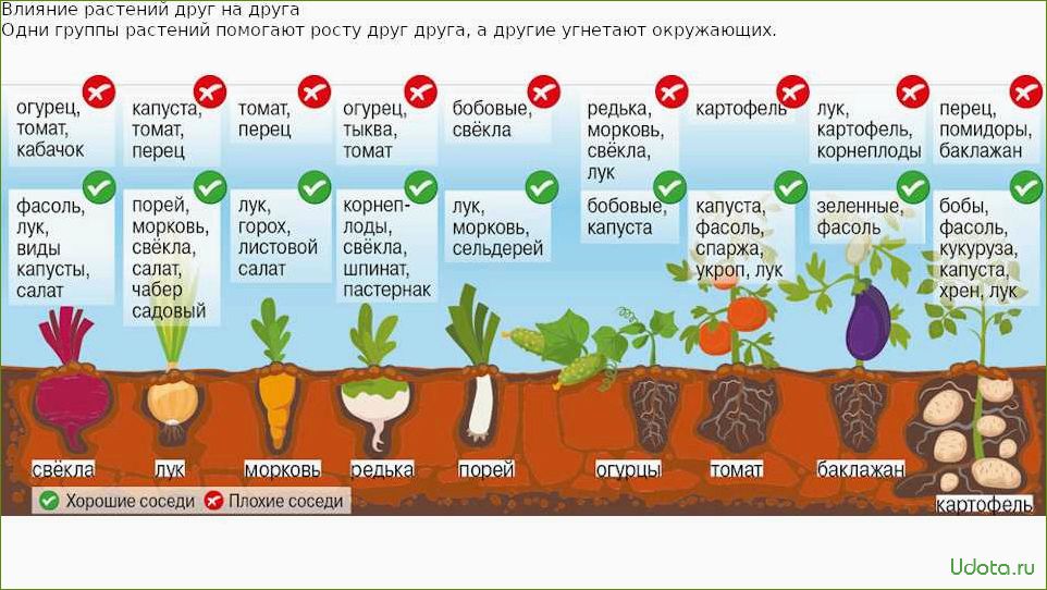 Выращивание томатов и огурцов в теплицах: секреты и рекомендации