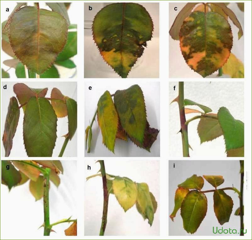 Болезни и вредители роз: как бороться с ними