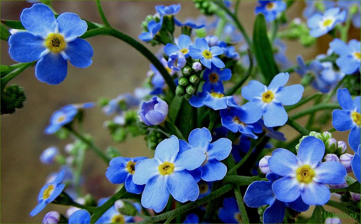 Незабудка Полевая (Myosotis arvensis)