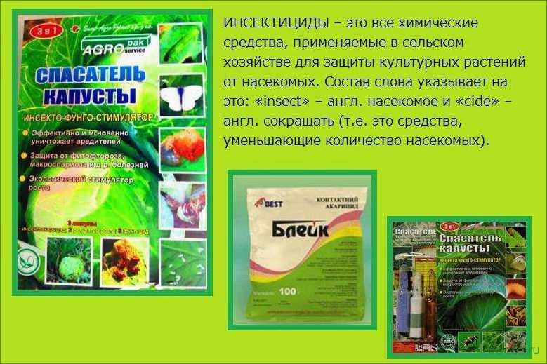 Как спасти урожай капусты от вредителей? Работающие народные средства!