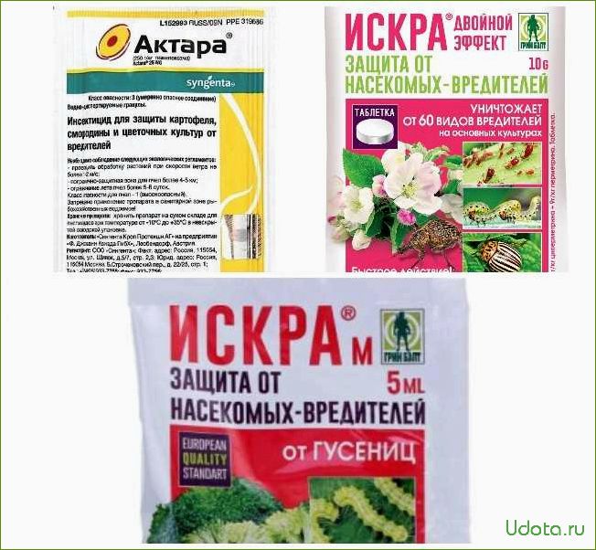 Как спасти урожай капусты от вредителей? Работающие народные средства!