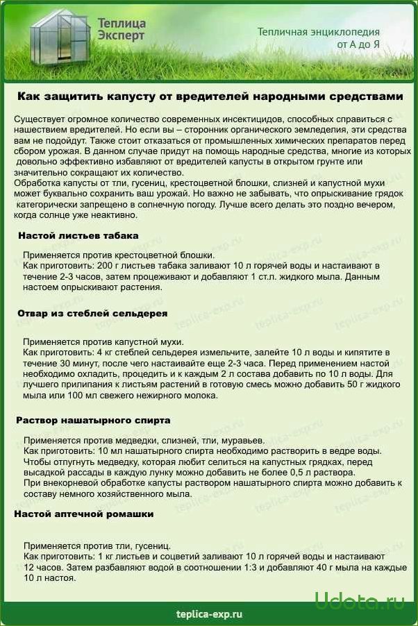 Как спасти урожай капусты от вредителей? Работающие народные средства!