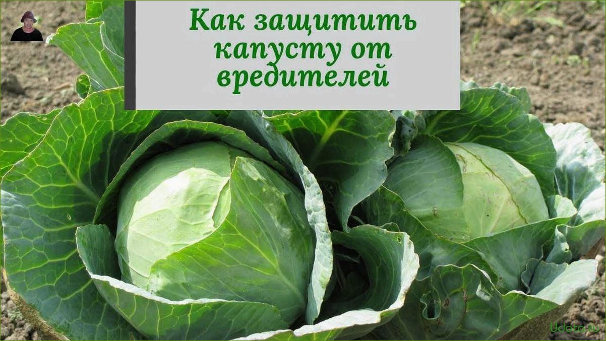 Как спасти урожай капусты от вредителей? Работающие народные средства!