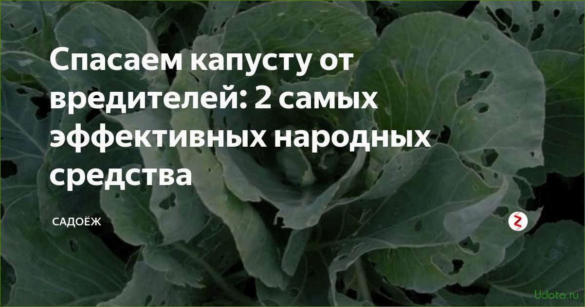 Как спасти урожай капусты от вредителей? Работающие народные средства!