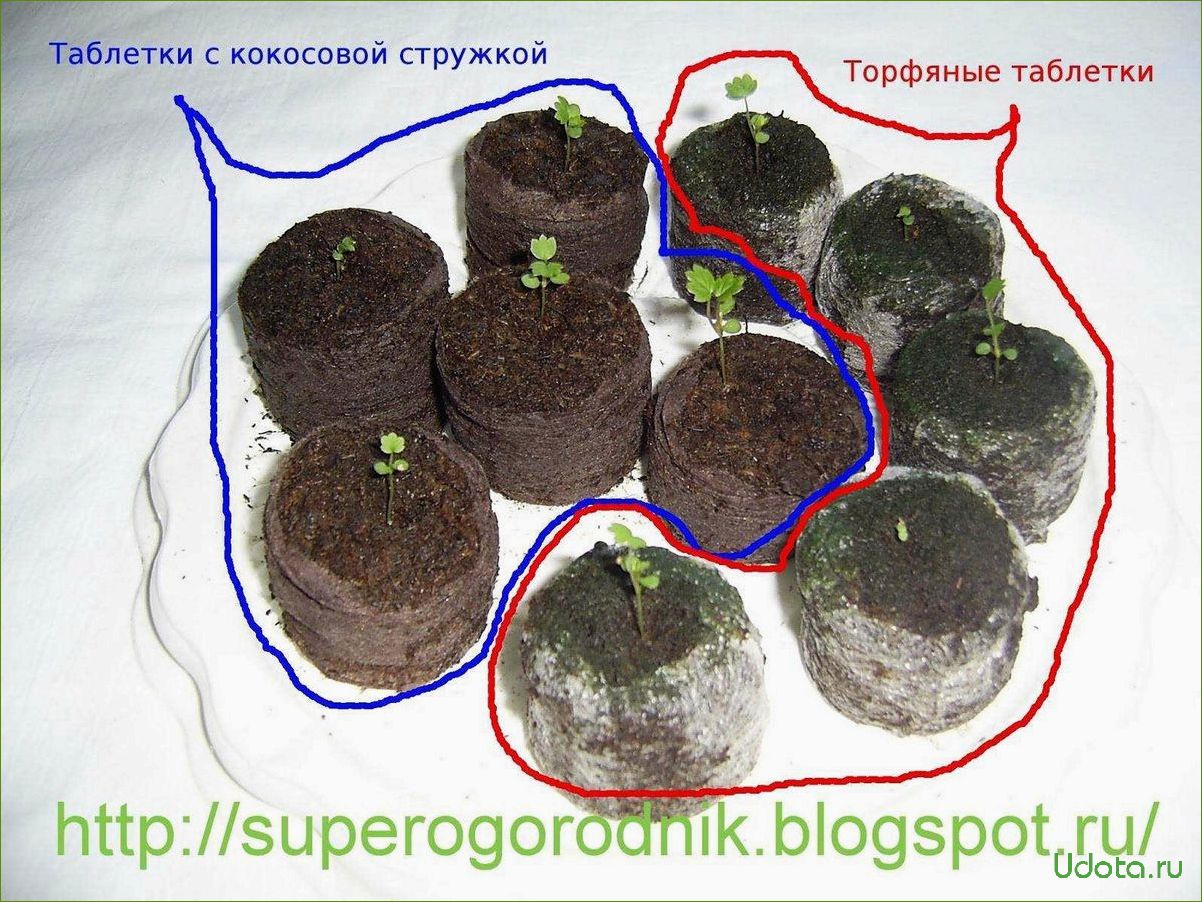 Выращивание рассады огурцов в торфяных таблетках: пошаговый мастер-класс с фото