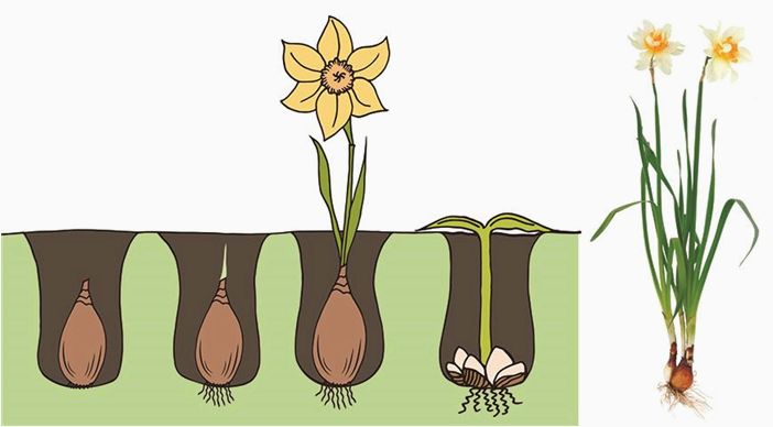 Когда выкапывать тюльпаны и нарциссы, как и зачем это делать