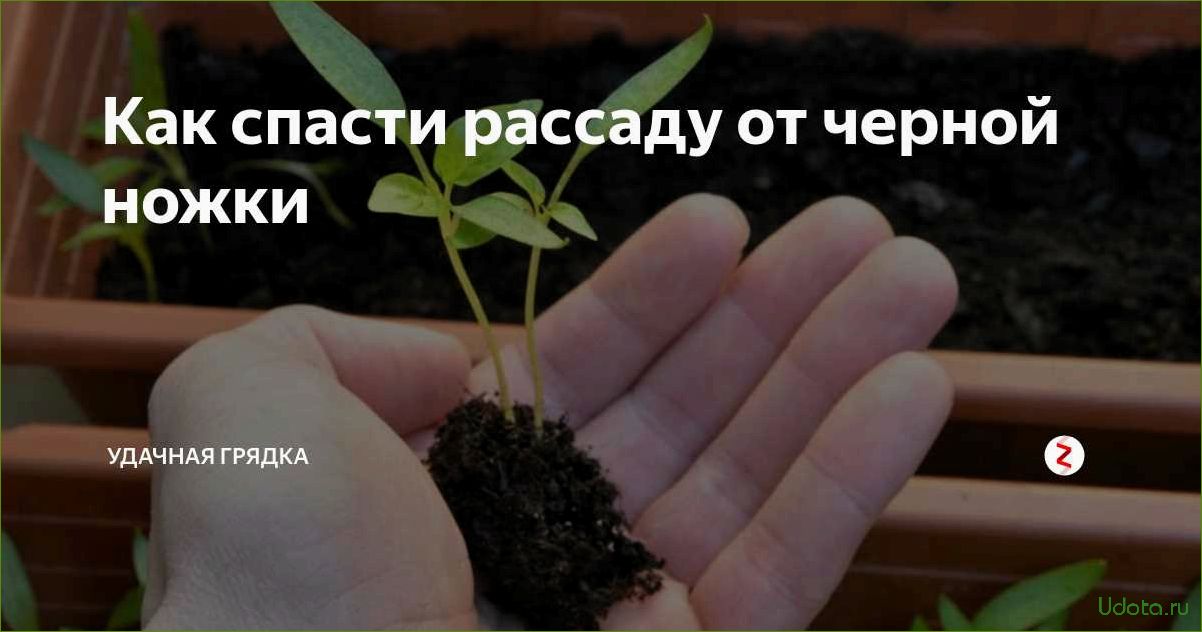 Заболевание рассады черной ножкой: как спасти рассаду