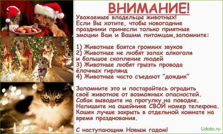 Безопасные зимние праздники для собаки и кошки