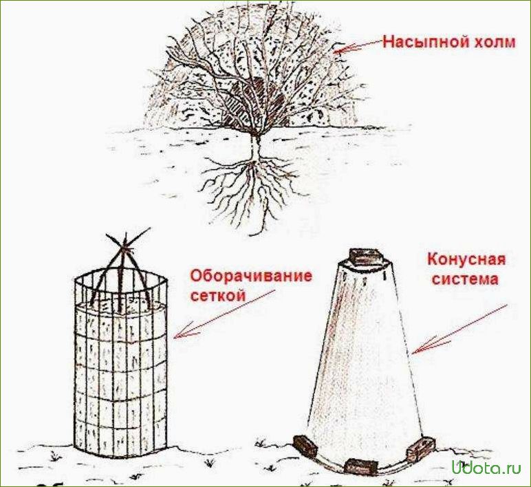 Готовим сад к зиме: укрытие и окучивание малозимостойких растений