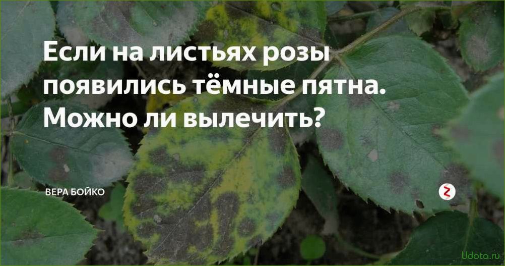 Как избавиться от черных пятен на листьях роз: причины и методы борьбы