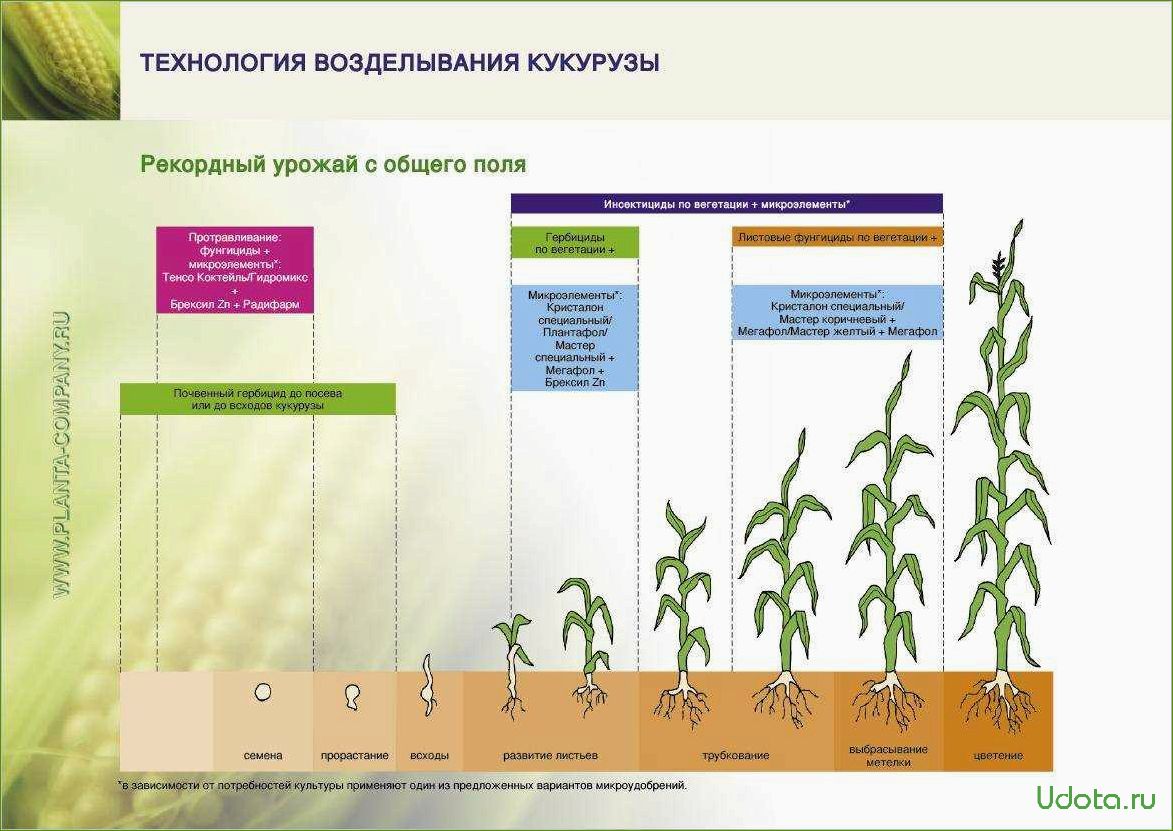 Схема посадки кукурузы сахарной в открытом грунте