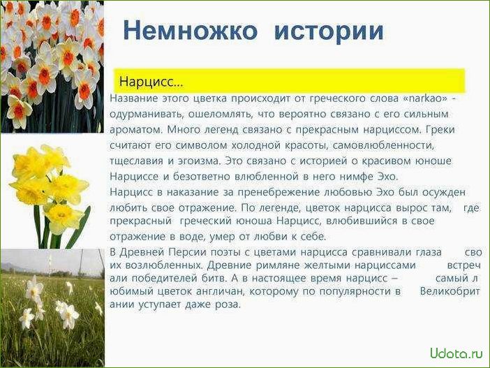 Нарциссы — классика, без которой не обходится ни один сад: сажаем в сентябре