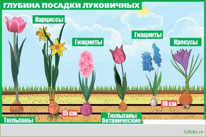 Обновление луковичных на участке: сроки посадки и время выращивания