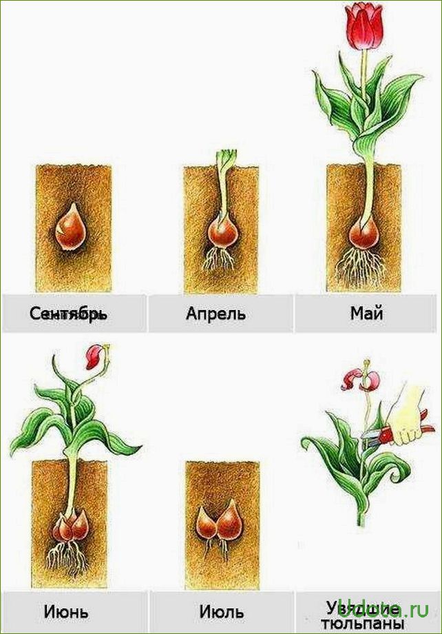 Откуда берутся тюльпаны?