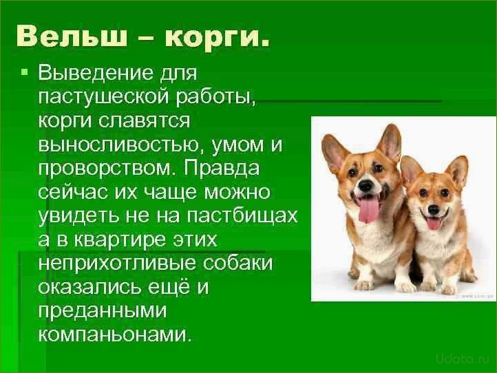 Вельш корги описание породы плюсы и минусы. Корги собака сбоку. Собака спереди корги. Порода вельш корги пемброк описание породы характер. Рассказ о породе корги.