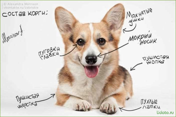Воспитываем корги правильно: вся правда о том, какой характер скрывается под милой мордочкой