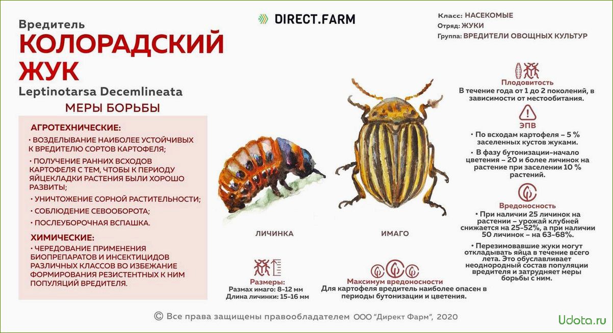 Жуки не дураки: развенчиваем мифы о народных средствах защиты растений