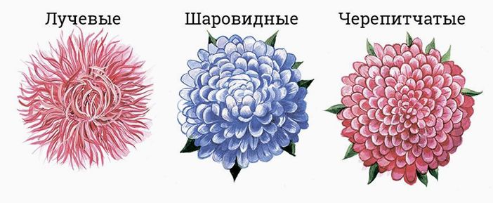 Астра однолетняя: как вырастить ее на даче?