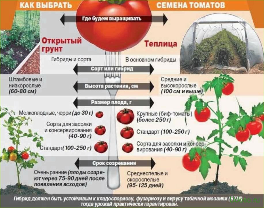 Где лучше выращивать помидоры: в теплице, в парнике или в открытом грунте?