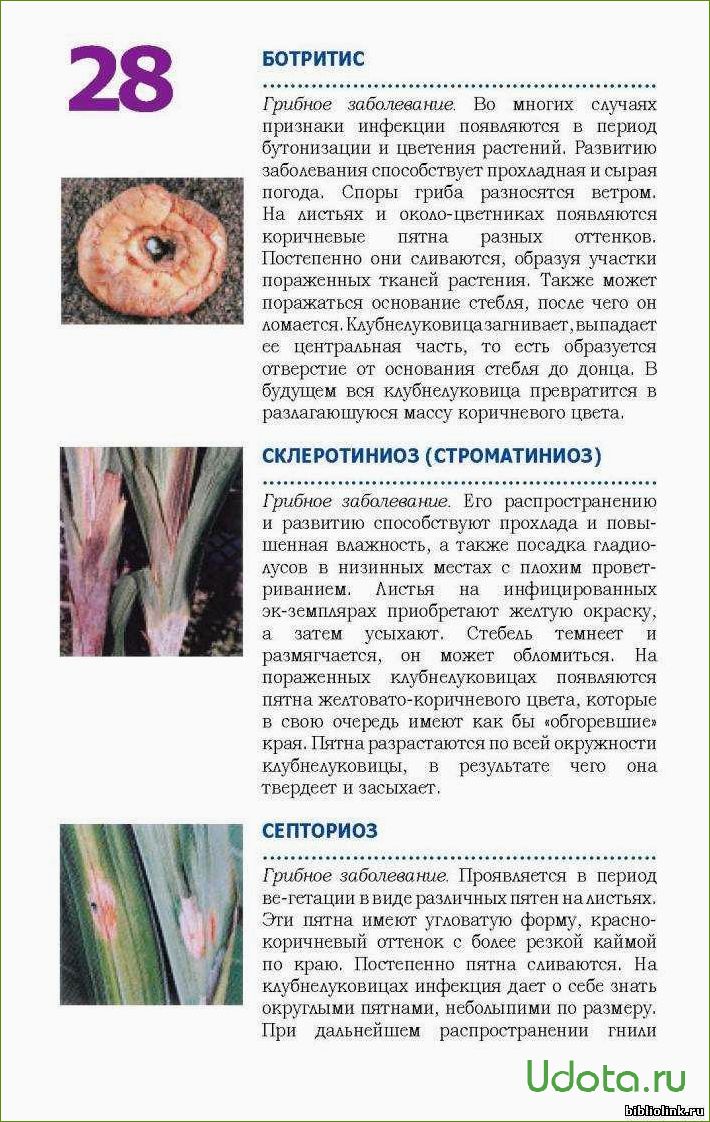 Почему гладиолусы плохо набирают бутоны или не цветут? Проверьте все ли вы сделали правильно