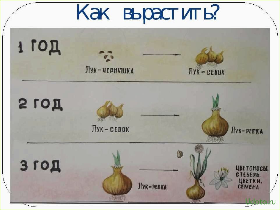 Схема посадки лука на репку из севка