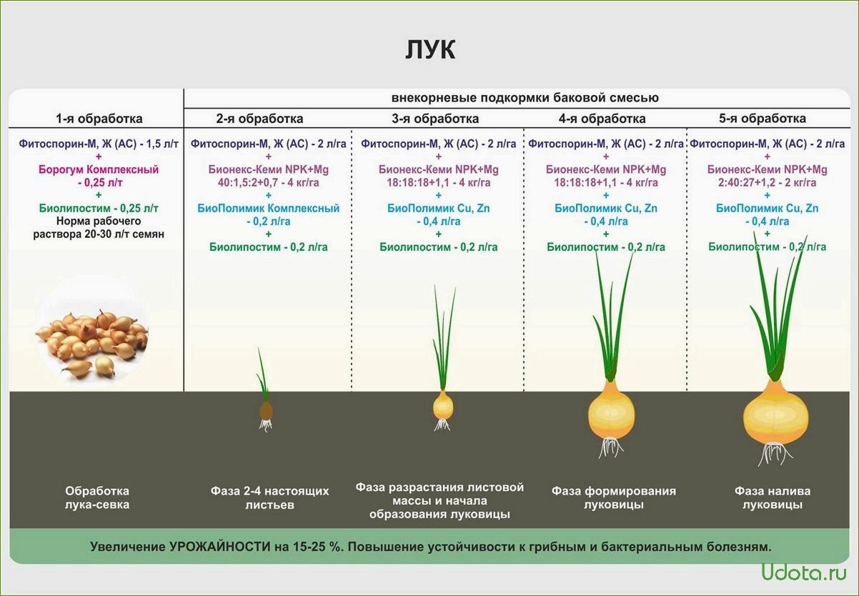 Как вырастить репчатый лук из севка: все от посадки до урожая