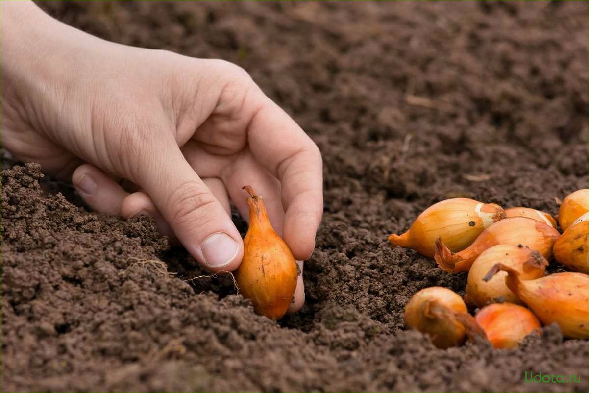 Как вырастить репчатый лук из севка: все от посадки до урожая