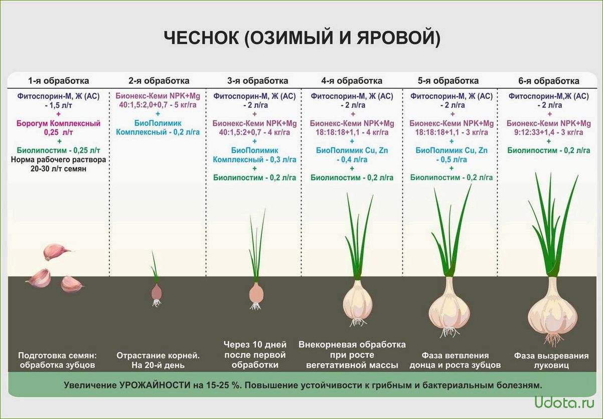 Технологическая карта лука репчатого