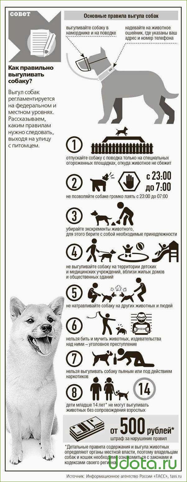 Правило собак в общественном месте