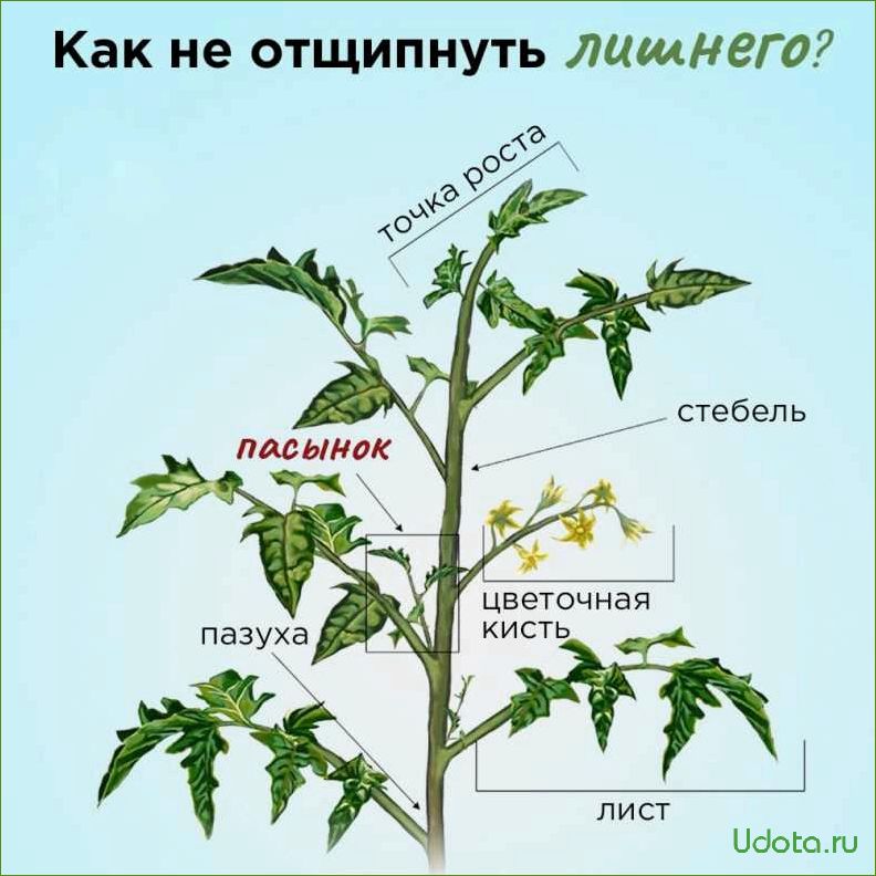 Как правильно обрезать томаты, перцы и баклажаны для урожайного сезона?