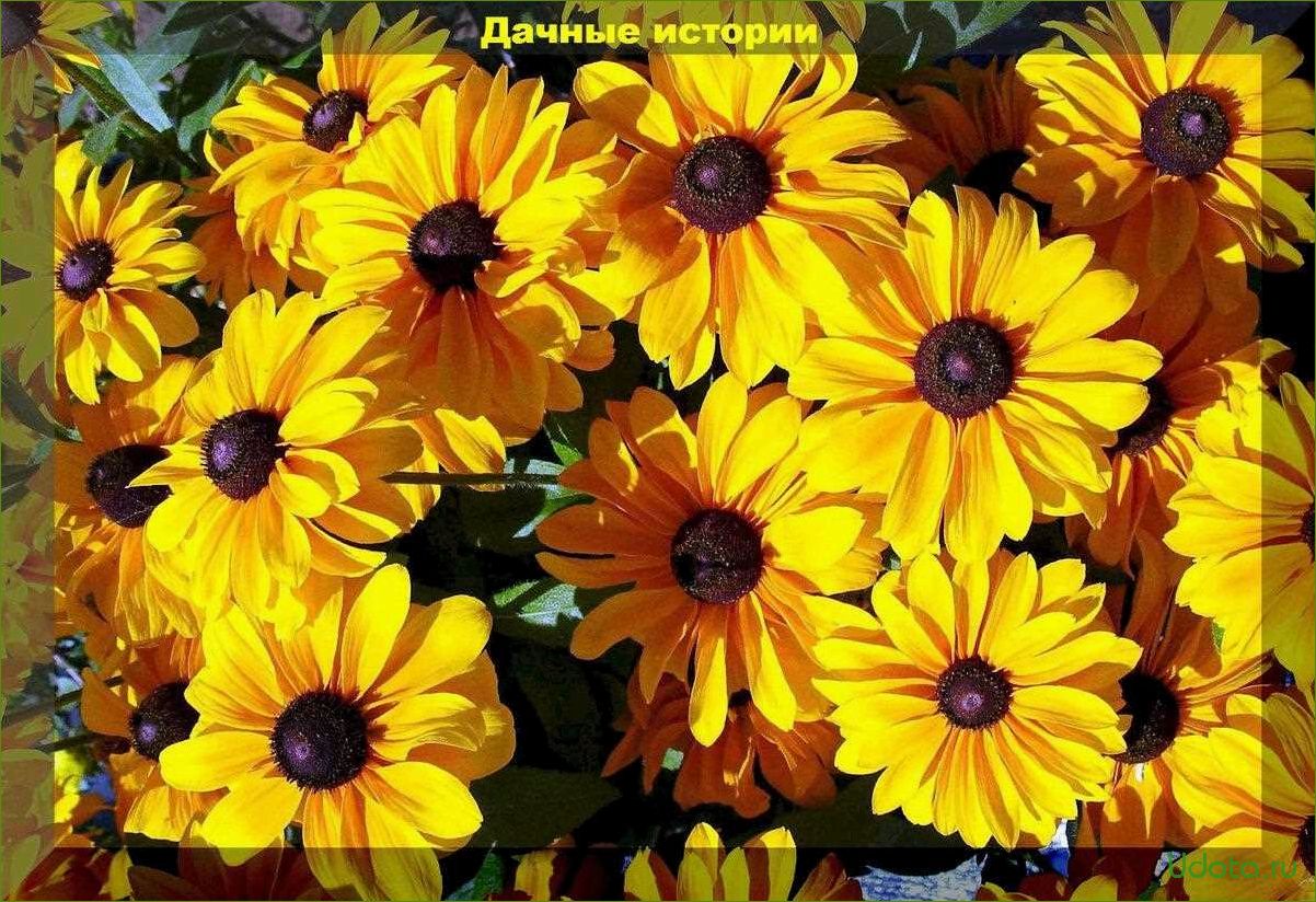 Рудбекия Rudbeckia Flamenco Yellow