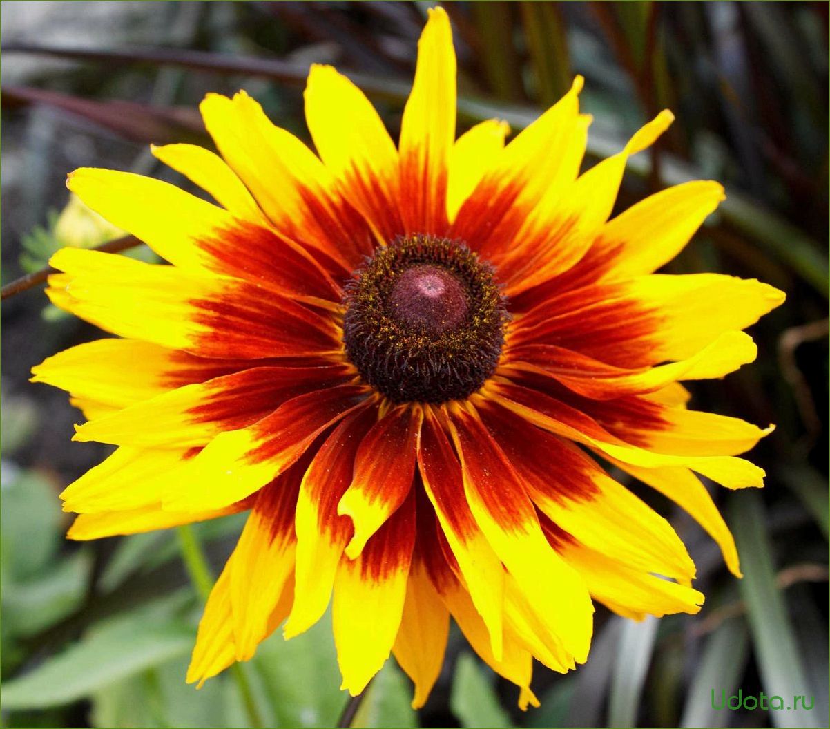 Рудбекия Rudbeckia Flamenco Yellow