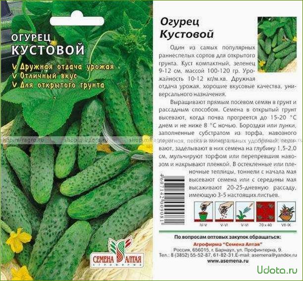 Картинки кустовых огурцов