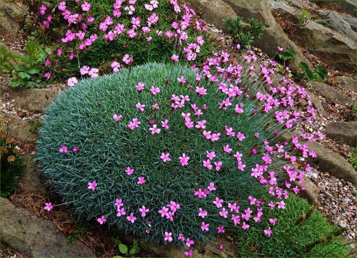 Почвопокровные цветы фото названия. Гвоздика Альпийская Dianthus Alpinus. Гвоздика травянка Альпийская. Почвопокровные многолетники гвоздика травянка. Гвоздика травянка многолетняя.