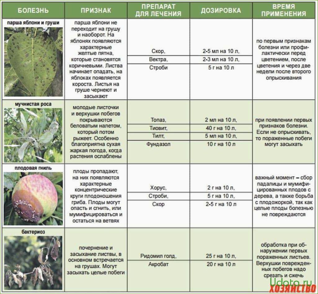 Болезни и вредители яблони и груши