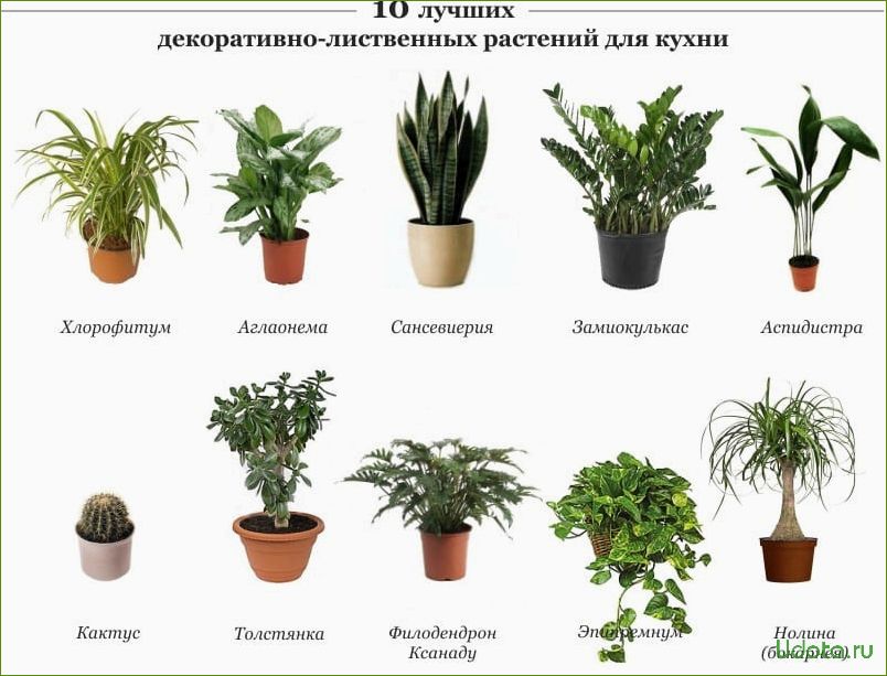 Как правильно подписать названия растений