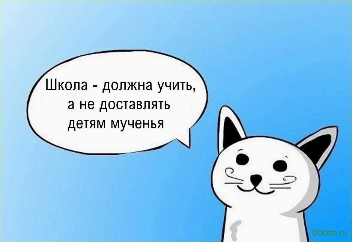 Как сделать кота счастливым